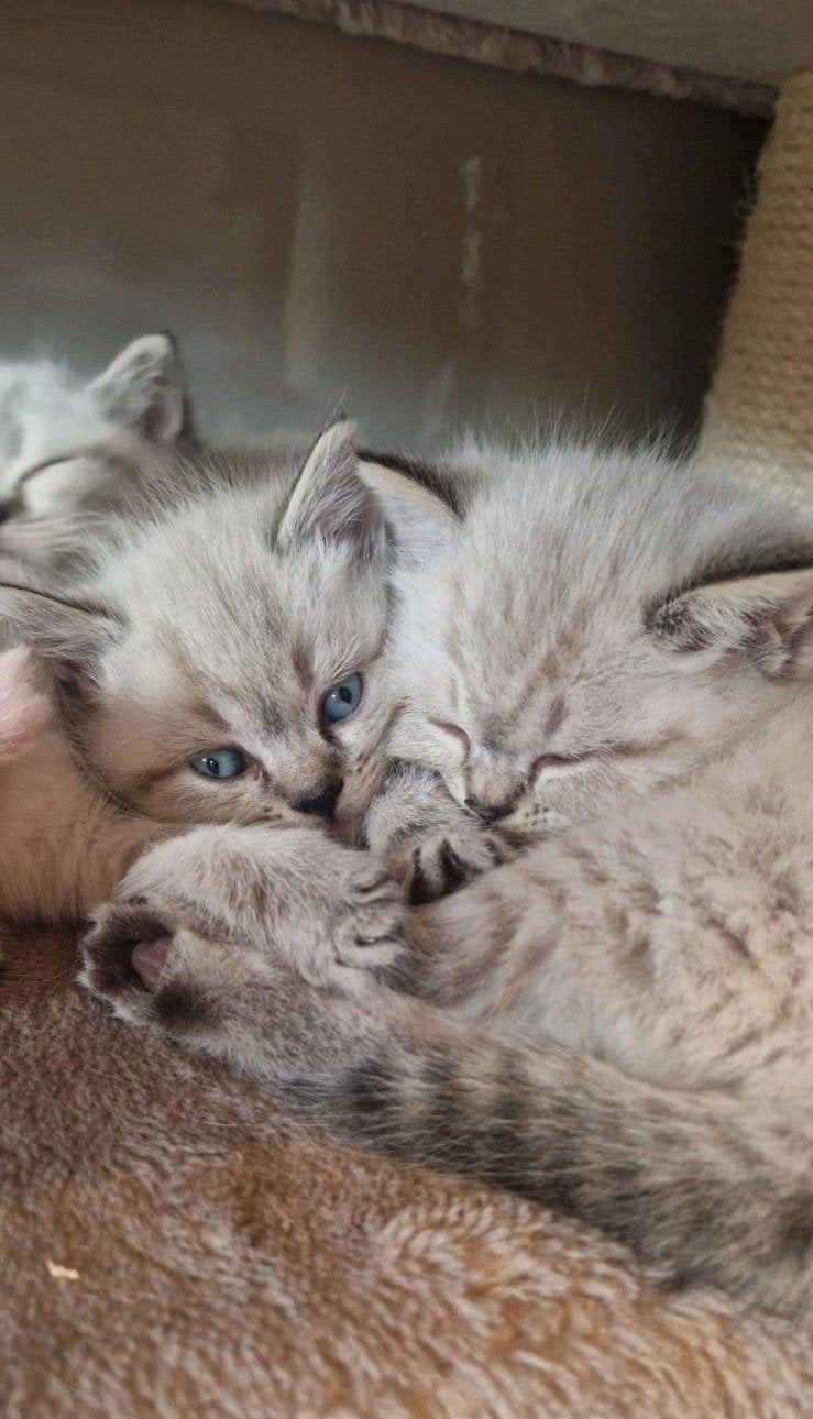 Raszuivere Britse Lynx Tabby Point kittens kort/langhaar, Meerdere dieren