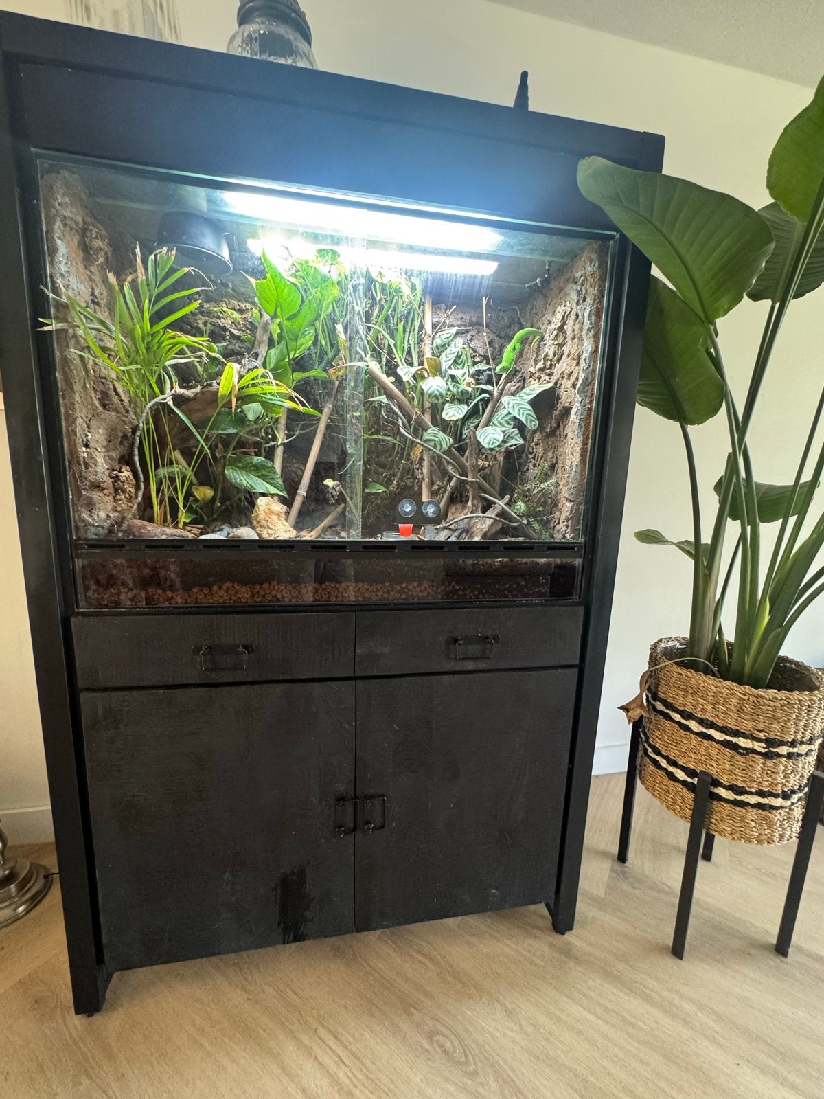 Prachtig actief terrarium met Madagaskar reuzendaggekko, Dieren en Toebehoren, Reptielen en Amfibieën, Hagedis, 3 tot 6 jaar