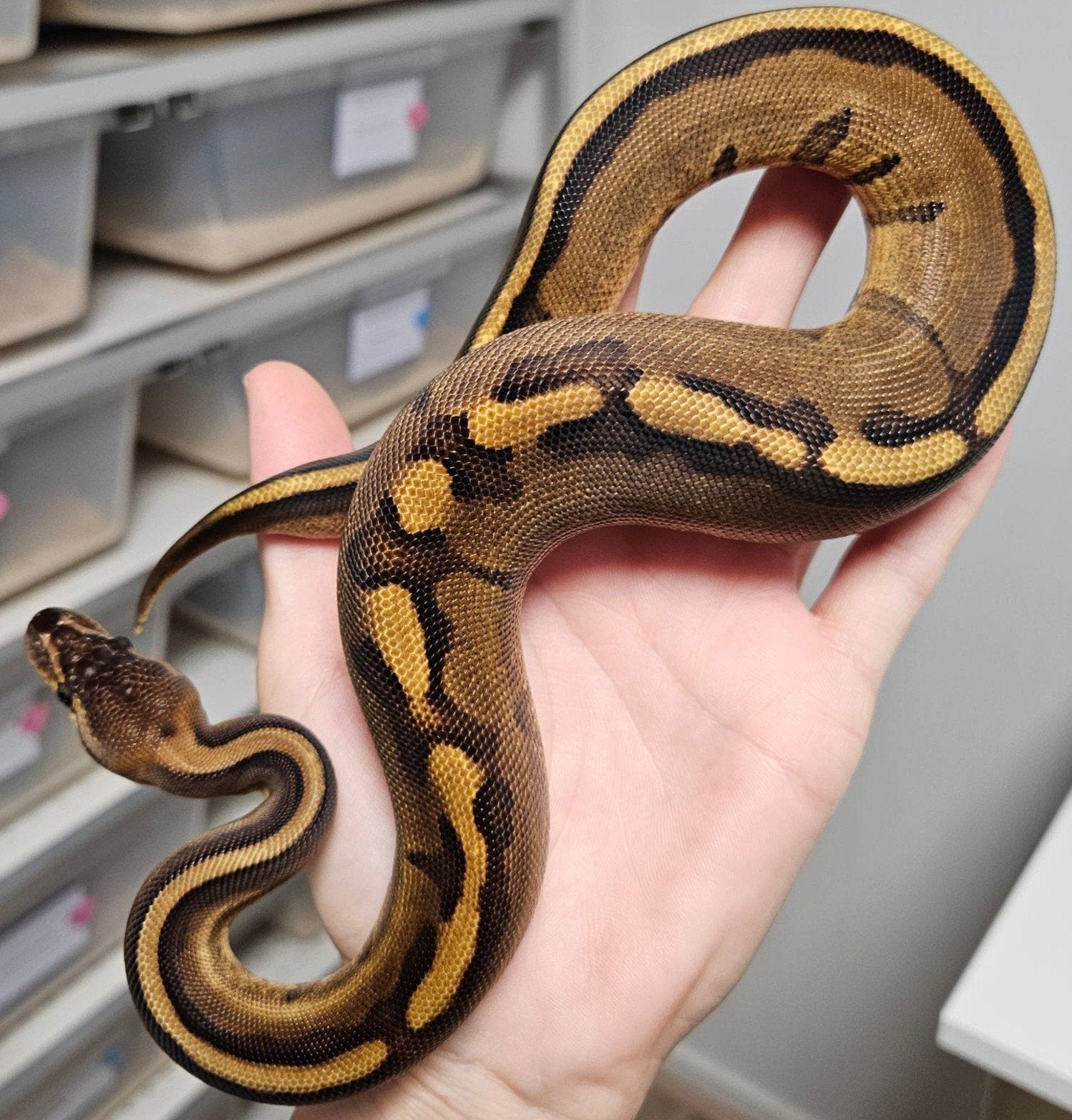 Koppel/ Lavender albino, Dieren en Toebehoren, Reptielen en Amfibieën, Slang, 3 tot 6 jaar