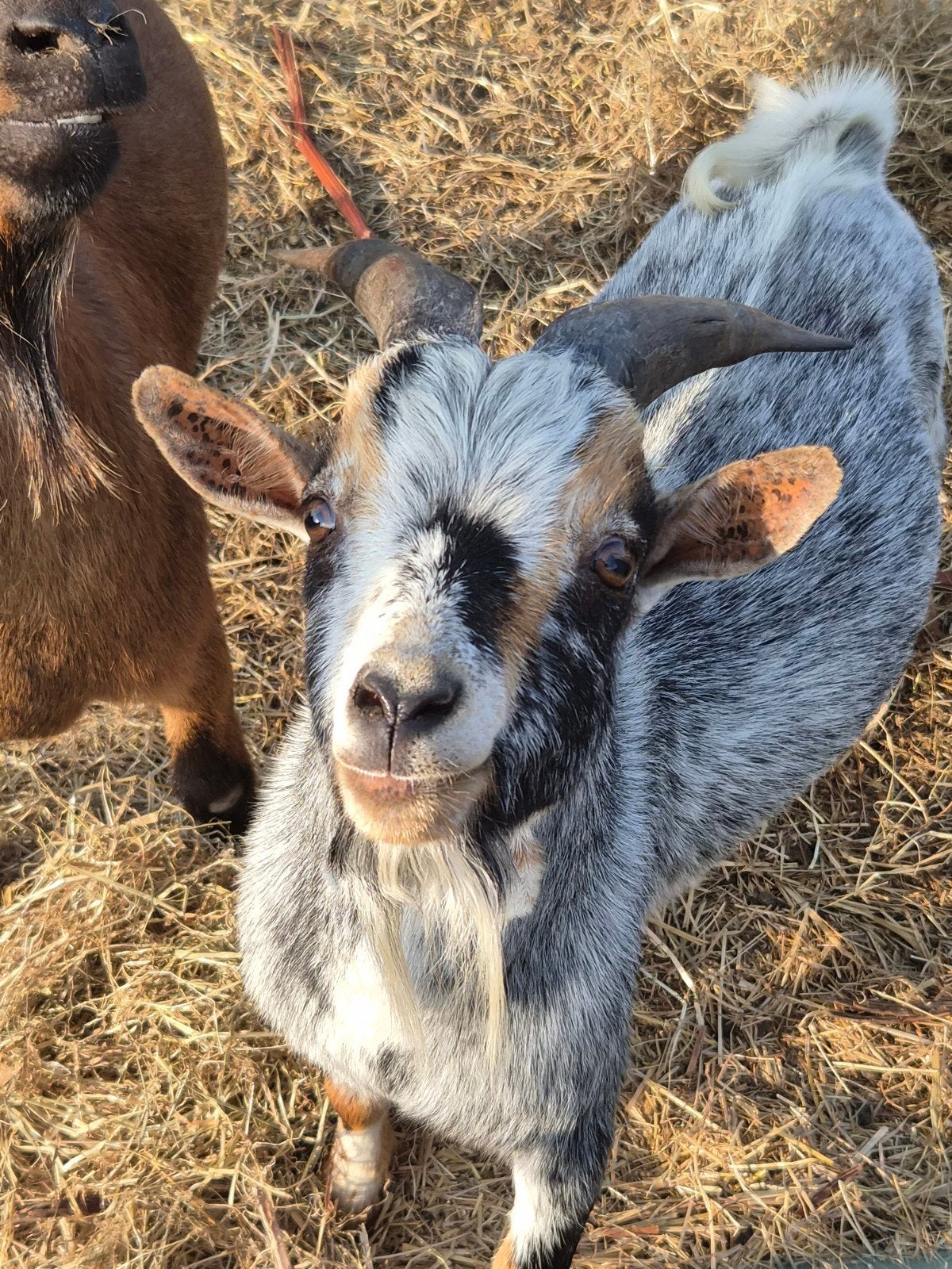 dwerggeiten bokje, Dieren en Toebehoren, Schapen, Geiten en Varkens, Mannelijk, Geit, 0 tot 2 jaar