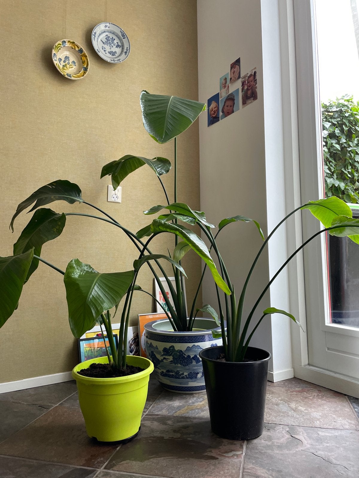 Strelitzia Nicolai - Paradijsvogelplant (3 stuks), Huis en Inrichting, Kamerplanten, Ophalen, 100 tot 150 cm, Overige soorten