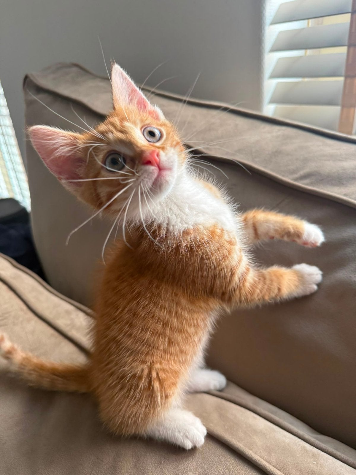 Oranje kitten, Dieren en Toebehoren, Katten en Kittens | Raskatten | Korthaar, Meerdere dieren, 0 tot 2 jaar
