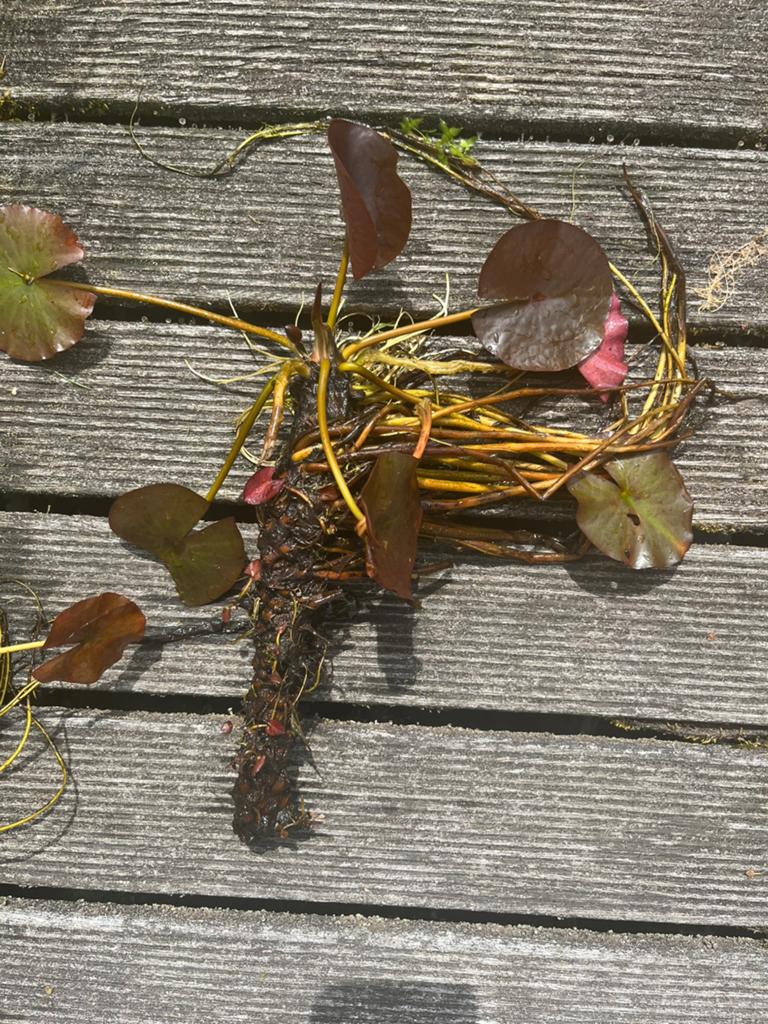 Grote lelie (vijver), Ophalen