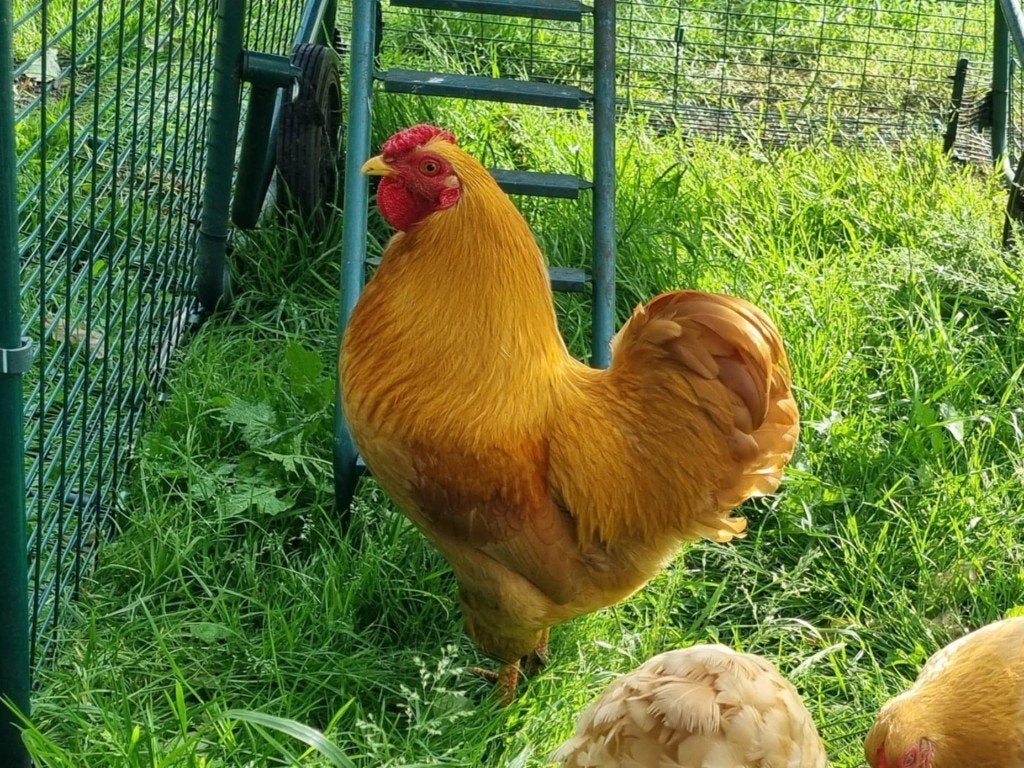 Broedeieren Wyandotte kriel, kleurslag buff, Dieren en Toebehoren, Pluimvee, Geslacht onbekend, Kip