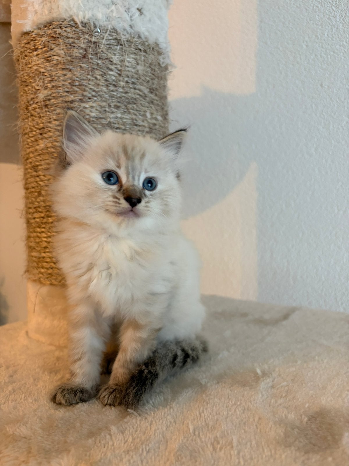 Ragdoll kittens, Meerdere dieren