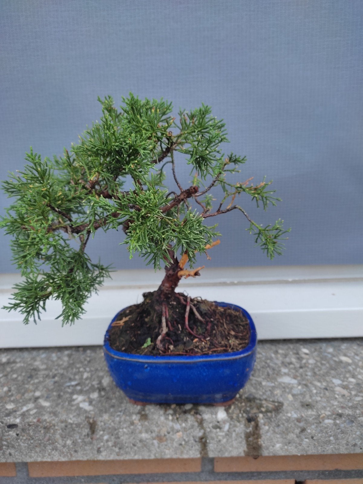Juniper bonsai hoogte gemeten met pot 35 cm, Tuin en Terras, Planten | Bomen, Volle zon, Bloeit niet, Minder dan 100 cm, Overige soorten