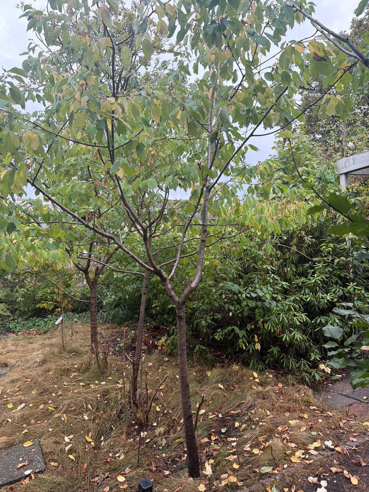 Kersenboompjes (4x), Tuin en Terras, Planten | Bomen, Overige soorten, Lente, 250 tot 400 cm, Ophalen