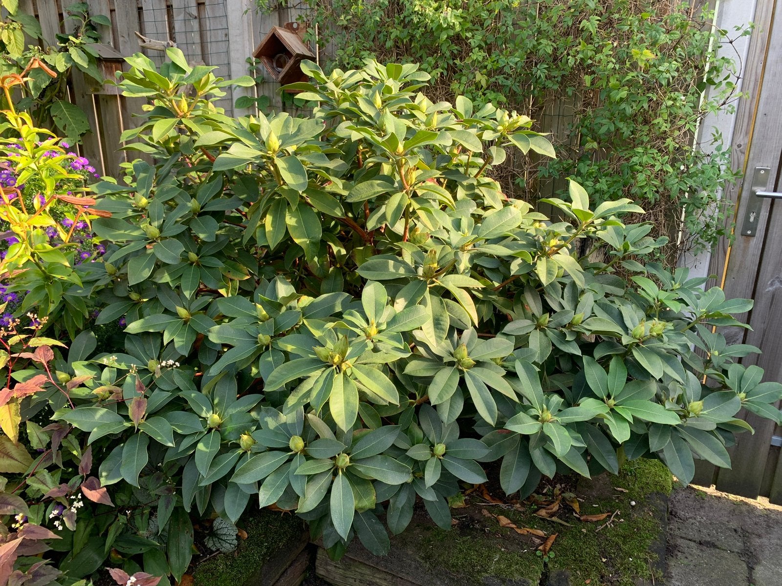 Grote Rhododendron in pot, Ophalen, Rhododendron, Struik, Minder dan 100 cm