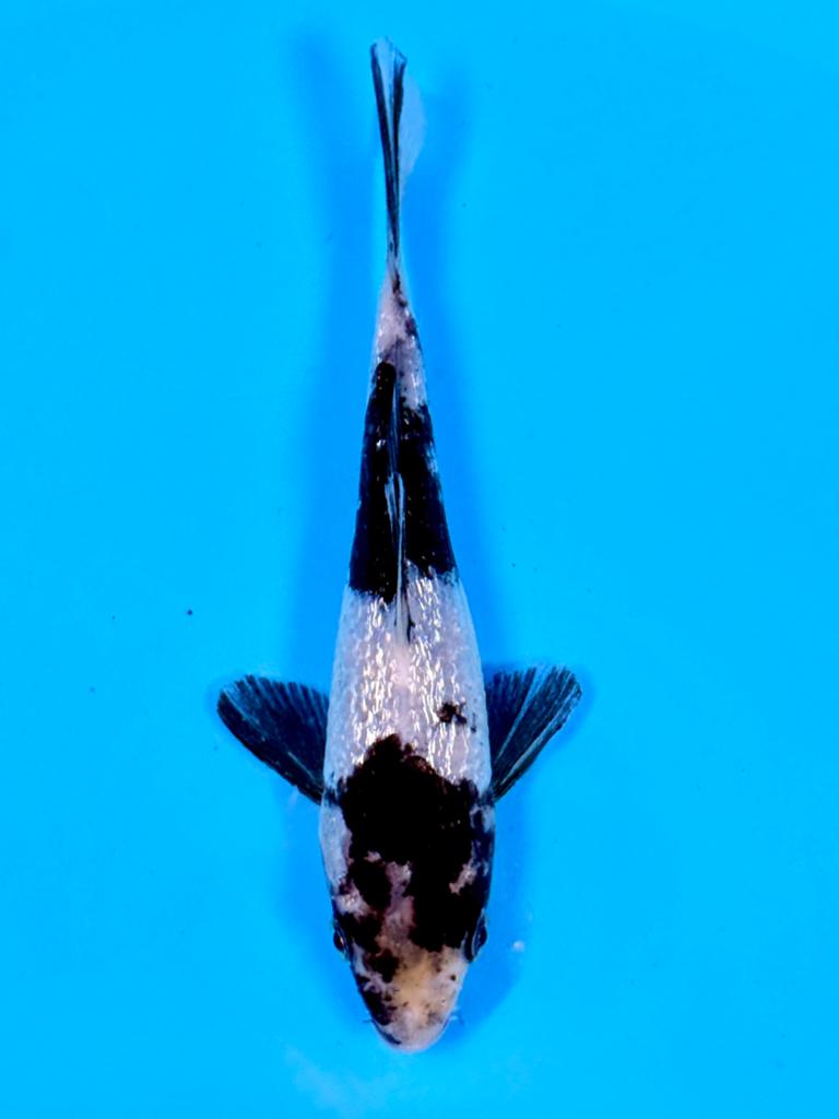 Ginrin Shiro Utsuri 14-18cm Japanse koi, Dieren en Toebehoren, Vissen | Vijvervissen, Karper of Koi