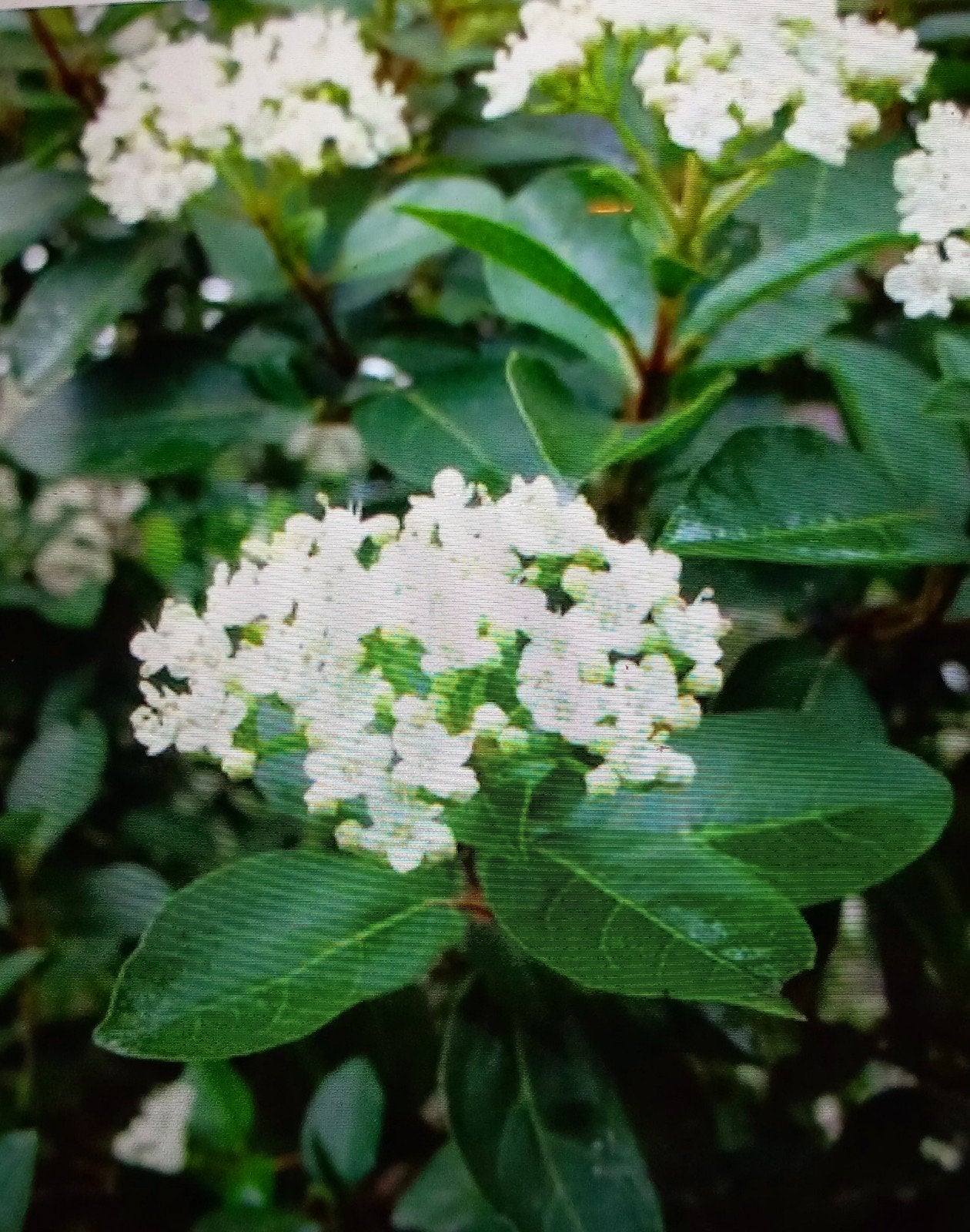 3 Sneeuwbal planten (Viburnum), Ophalen, Zomer, Vaste plant, Halfschaduw