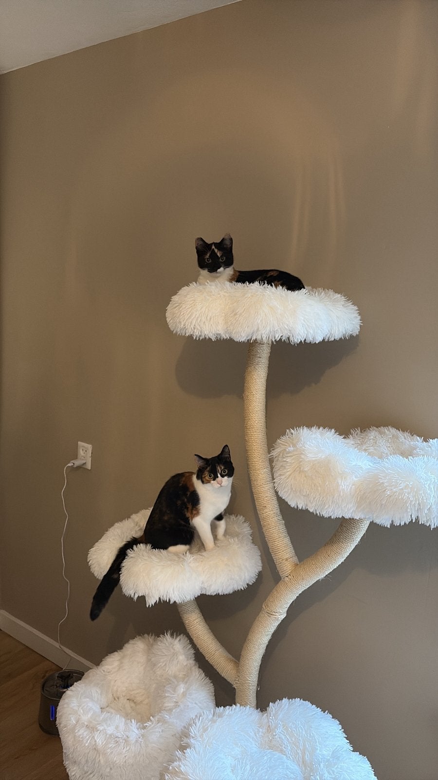 Gezusters nala & Noe, Dieren en Toebehoren, Katten en Kittens | Dekkaters, 0 tot 2 jaar