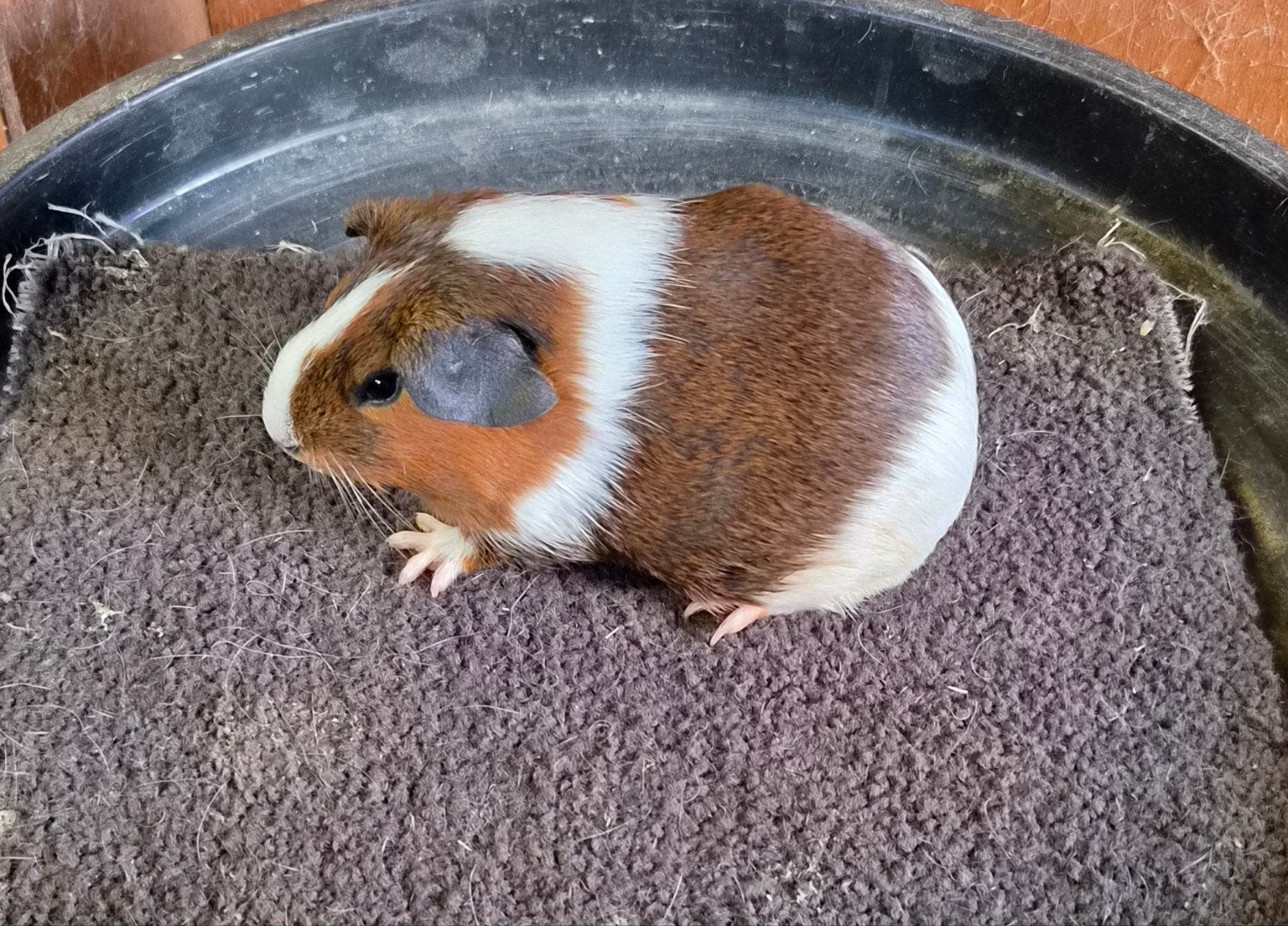 Cavia vrouwen raszuiver van showfokker, Cavia, Juni, Vrouwelijk, Tam