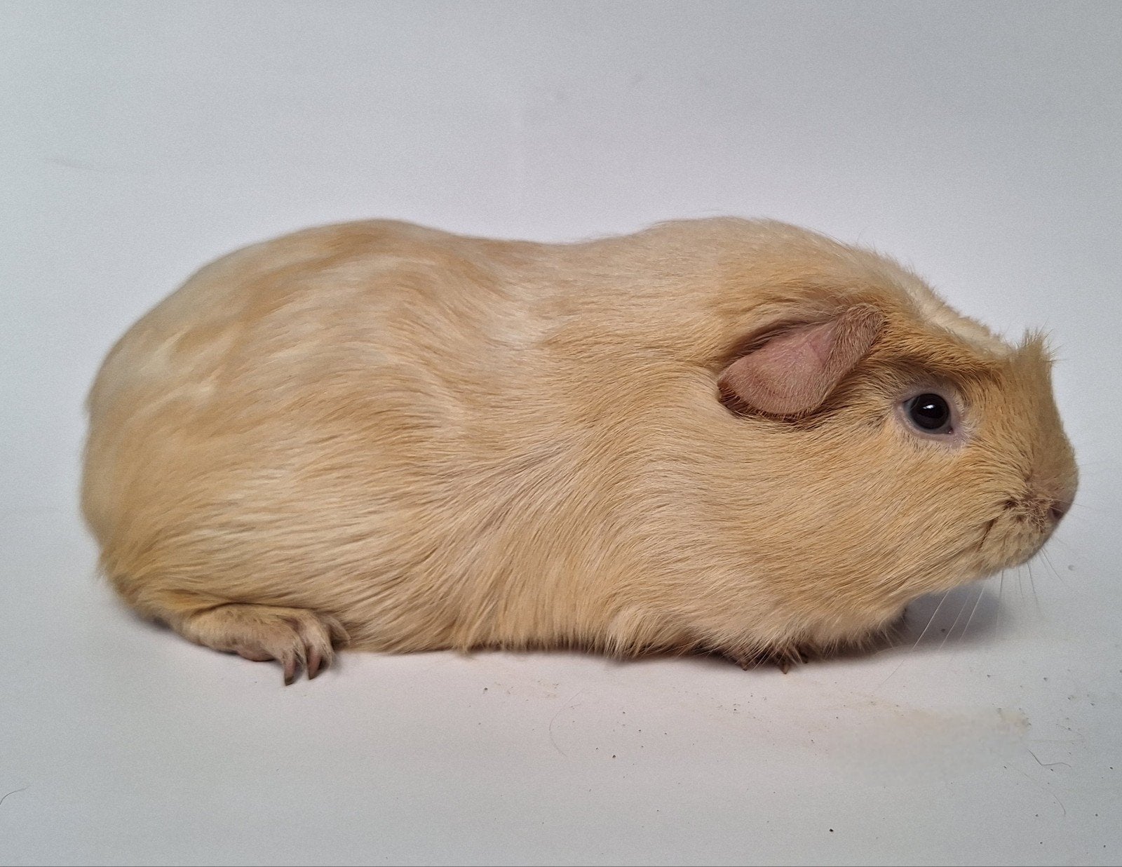 Jong Engels gekruind zeugje - creme, Dieren en Toebehoren, Cavia, Vrouwelijk, Mei, Tam