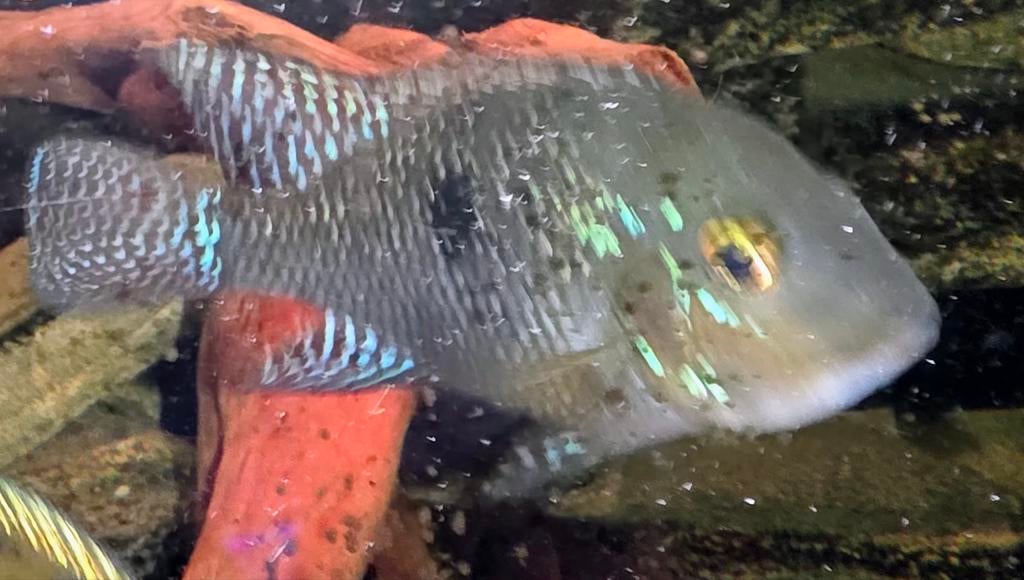 Geophagus brasiliensis, Vis