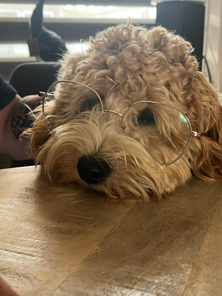 Mini Australian labradoodle Bodhi, Parvo, Reu, Eén hond, 3 tot 5 jaar