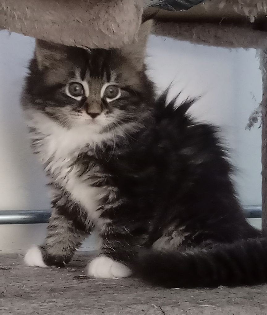 Lieve Maine Coon kittens te koop, Dieren en Toebehoren, Poes