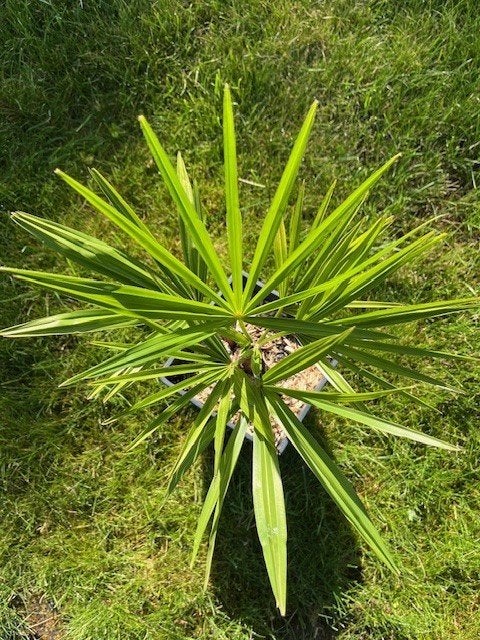Trachycarpus fortunei x wagnerianus  /  winterharde palmboom, Tuin en Terras, Ophalen of Verzenden, Lente, Minder dan 100 cm, Palmboom