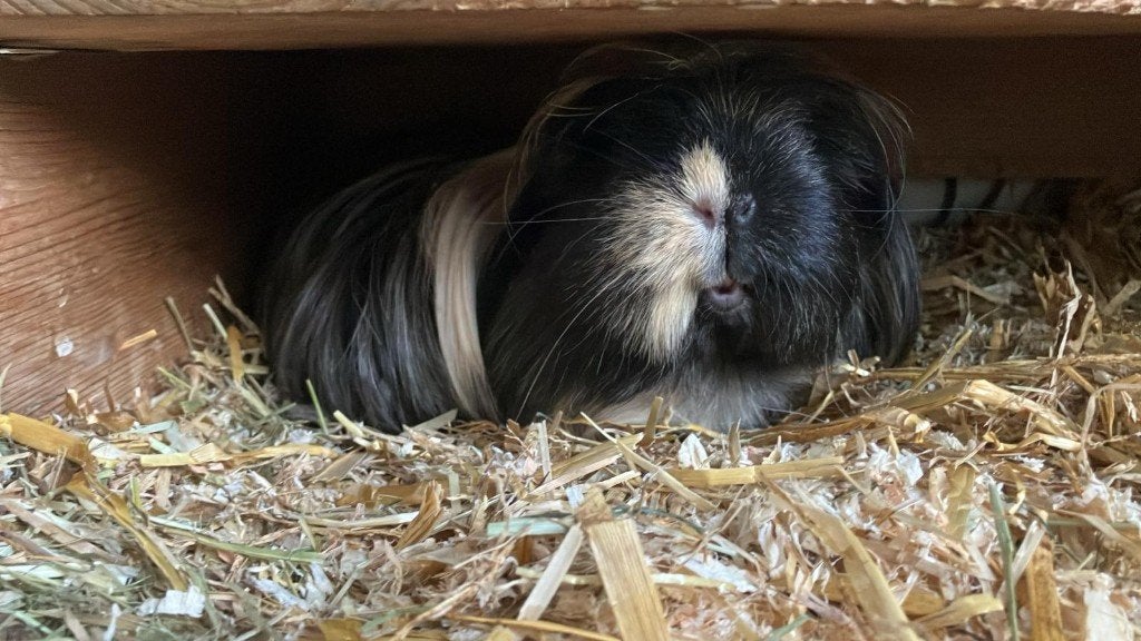 Cavia Coronet baby gezocht, Dieren en Toebehoren, Knaagdieren, Juni, Mannelijk, Cavia