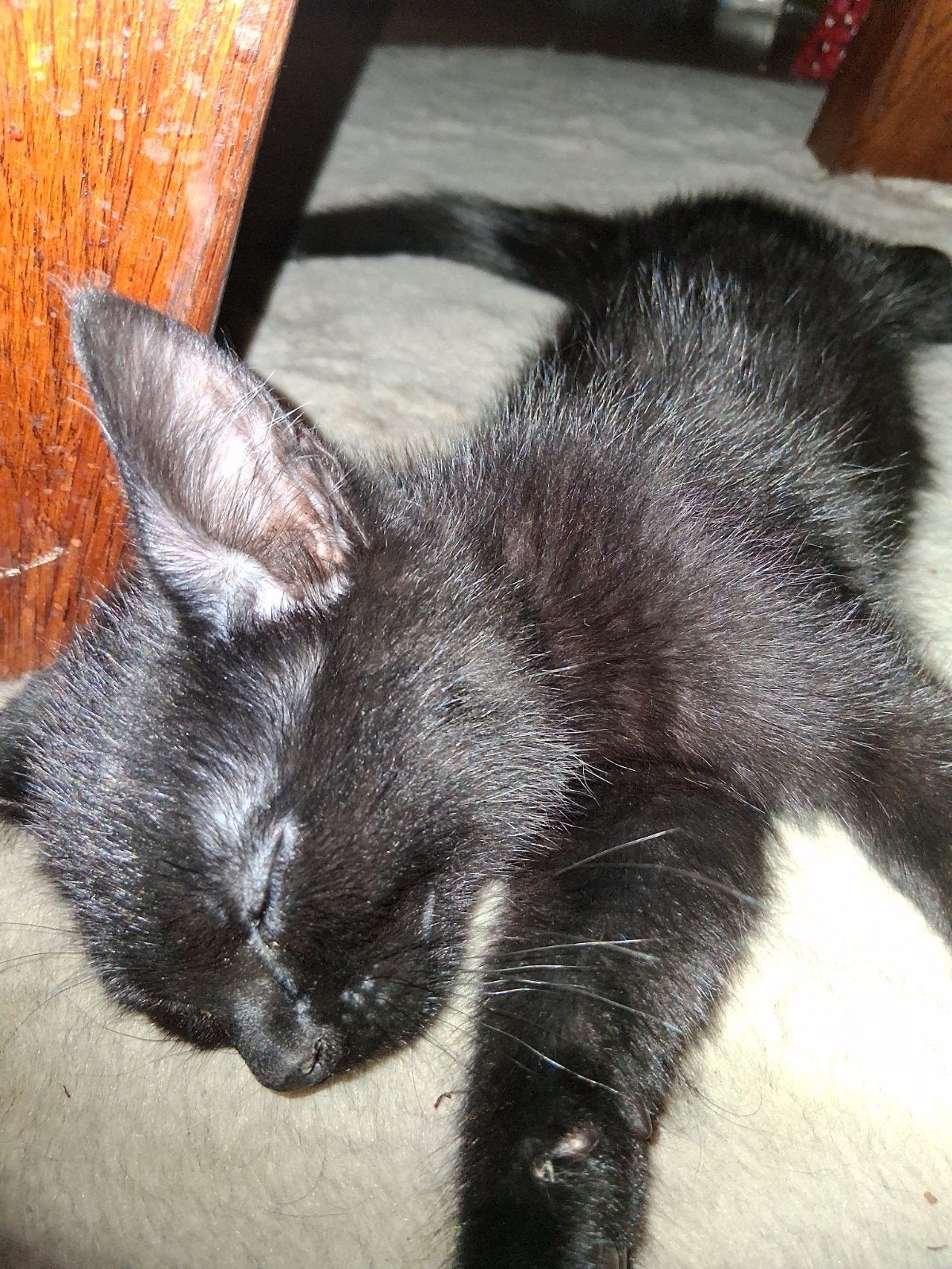 Nog 3 schattige kittens, Meerdere dieren