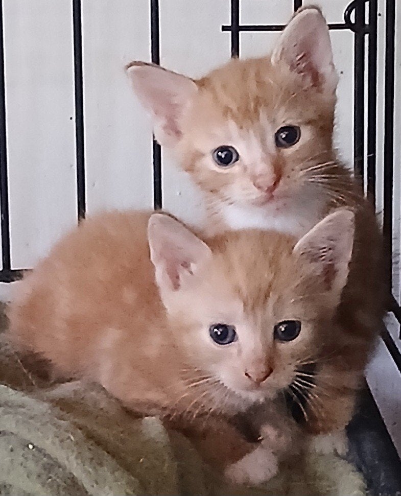 twee broertjes 7 weken jong rood met wit, Kater, Kortharig, 0 tot 2 jaar