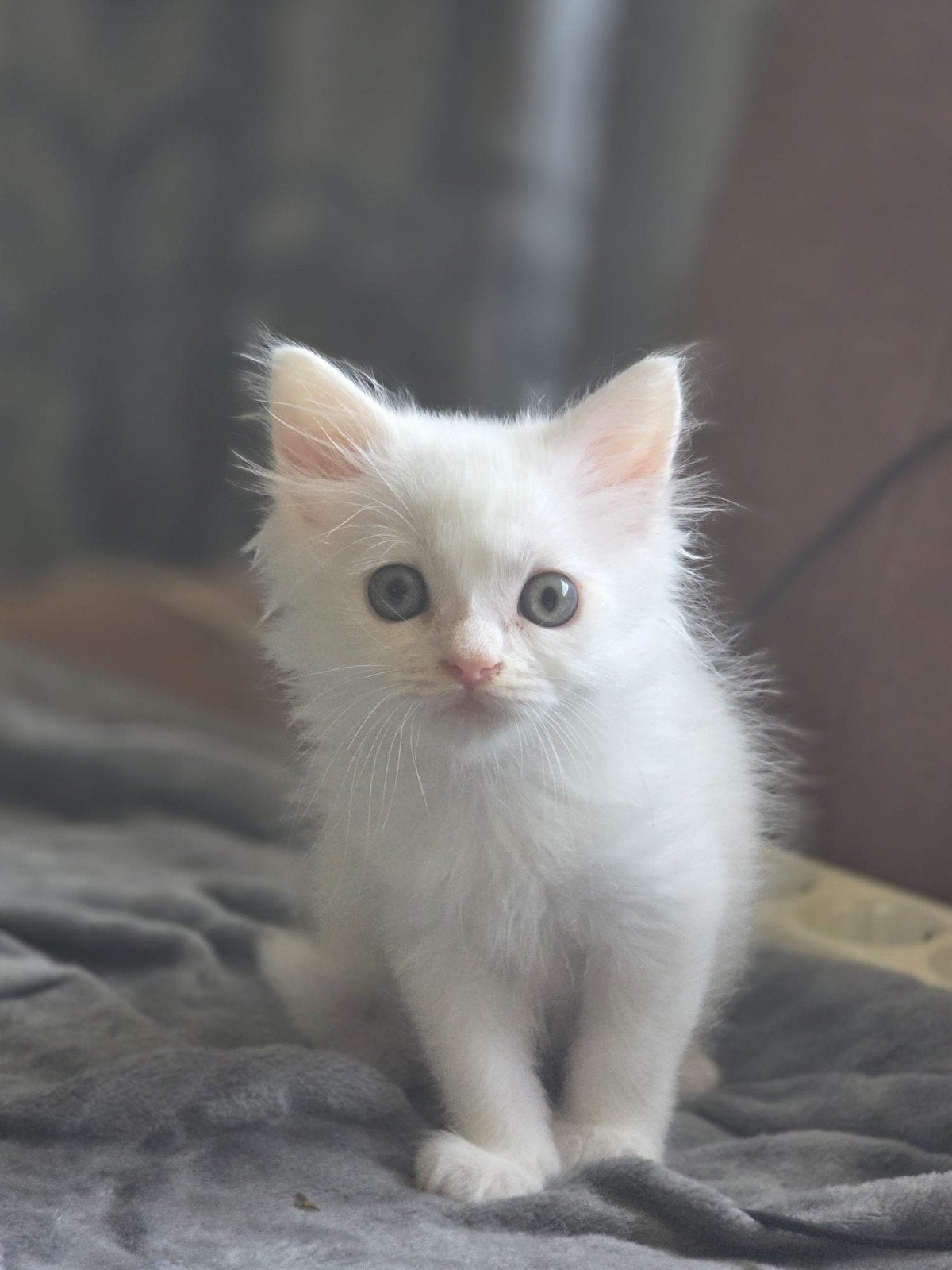 Perzische kittens witte, Dieren en Toebehoren, Katten en Kittens | Raskatten | Langhaar, Ontwormd