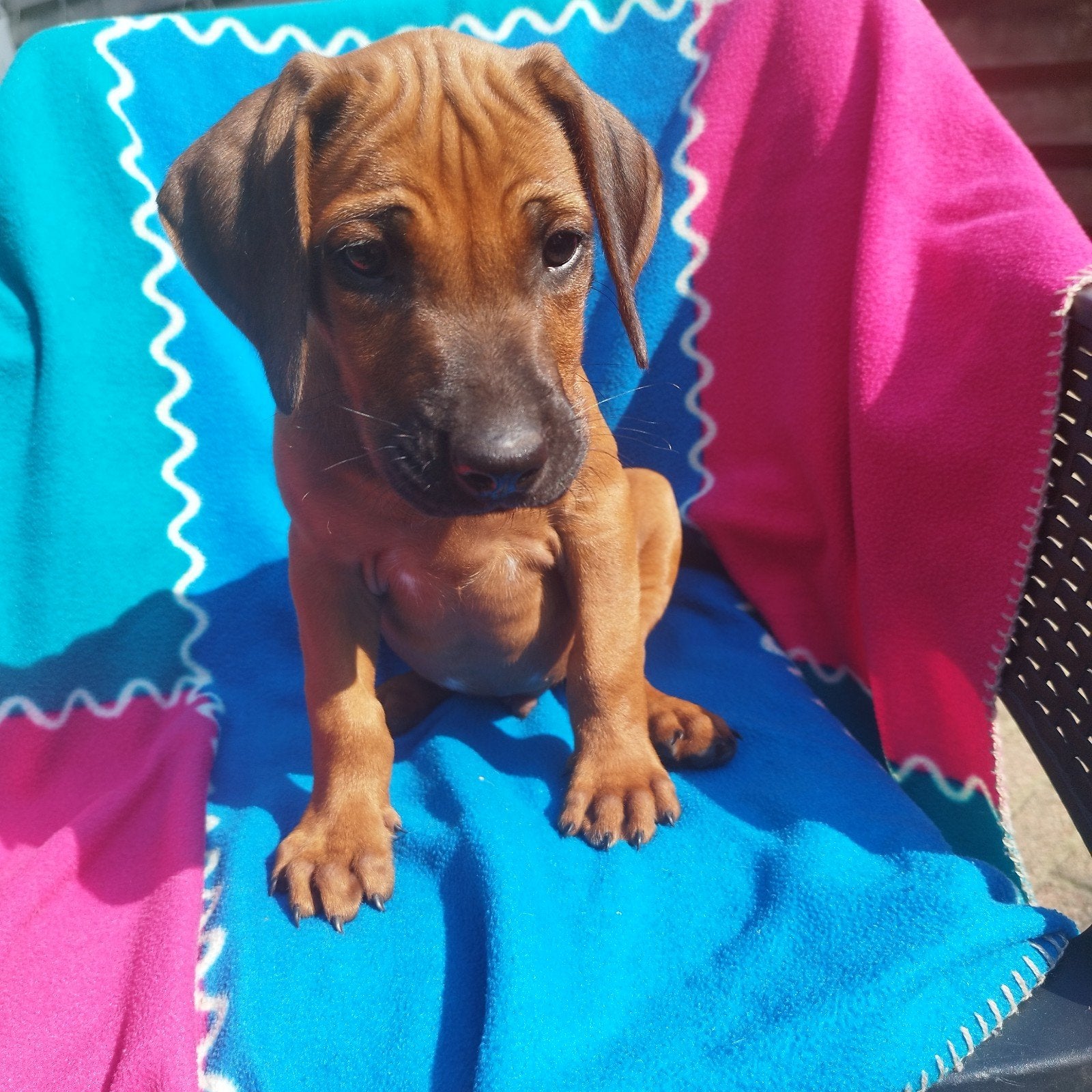 Rhodesian Ridgeback pups met FCI STAMBOOM! !!Nog 1 REUTJE!!, Parvo, Overige rassen, 8 tot 15 weken, Meerdere