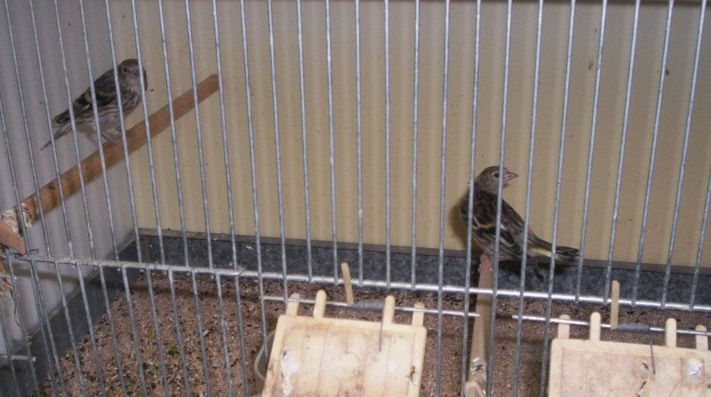 mutatie  euro sijzen, Meerdere dieren, Wildzangvogel, Geringd