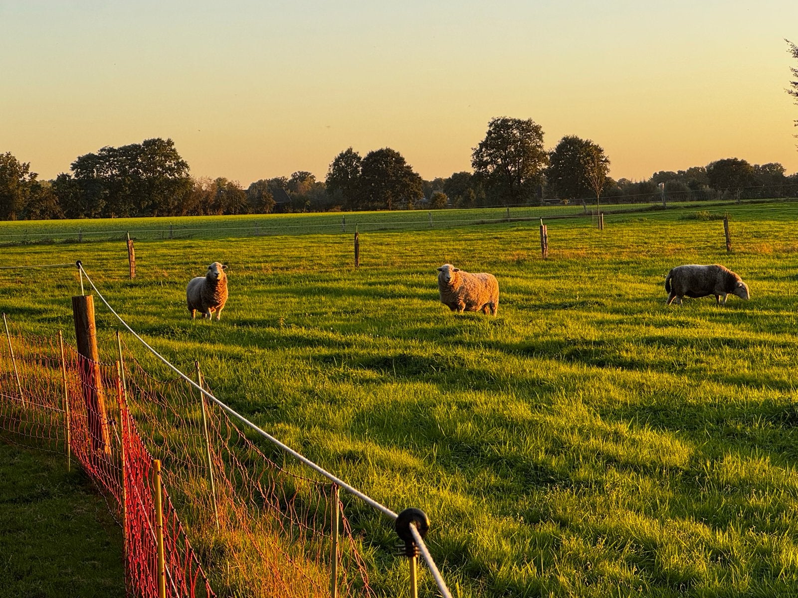 5 Herdwick schapen, Meerdere dieren, Schaap, 0 tot 2 jaar
