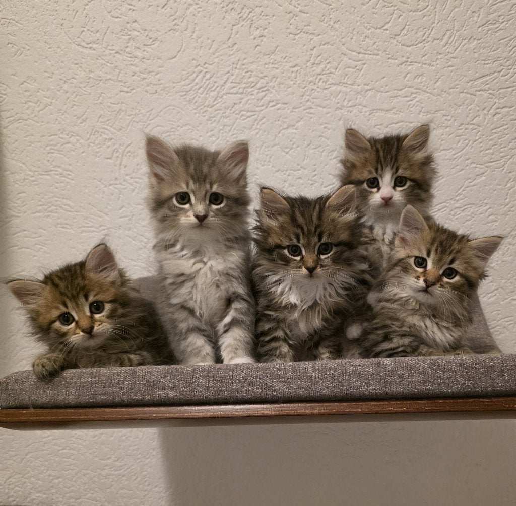 Siberische kittens met stamboom., Meerdere dieren, Met stamboom, 0 tot 2 jaar