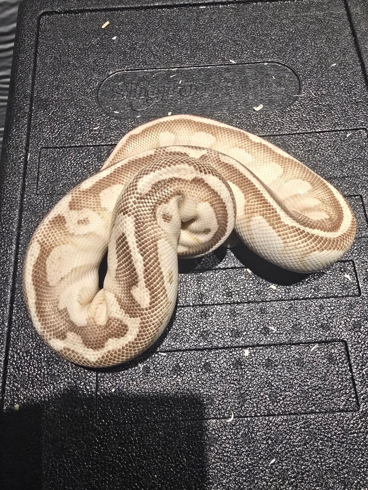 0.1 butter fire pastel het clown Ball Python - female for sale from martijn