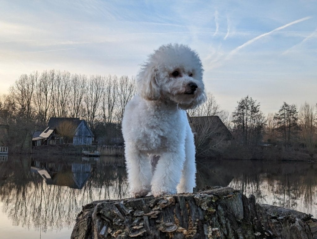 Toypoedel Dekreu Beschikbaar | DNA, ECVO en Patella Getest, Reu, Parvo, Eén hond, 3 tot 5 jaar