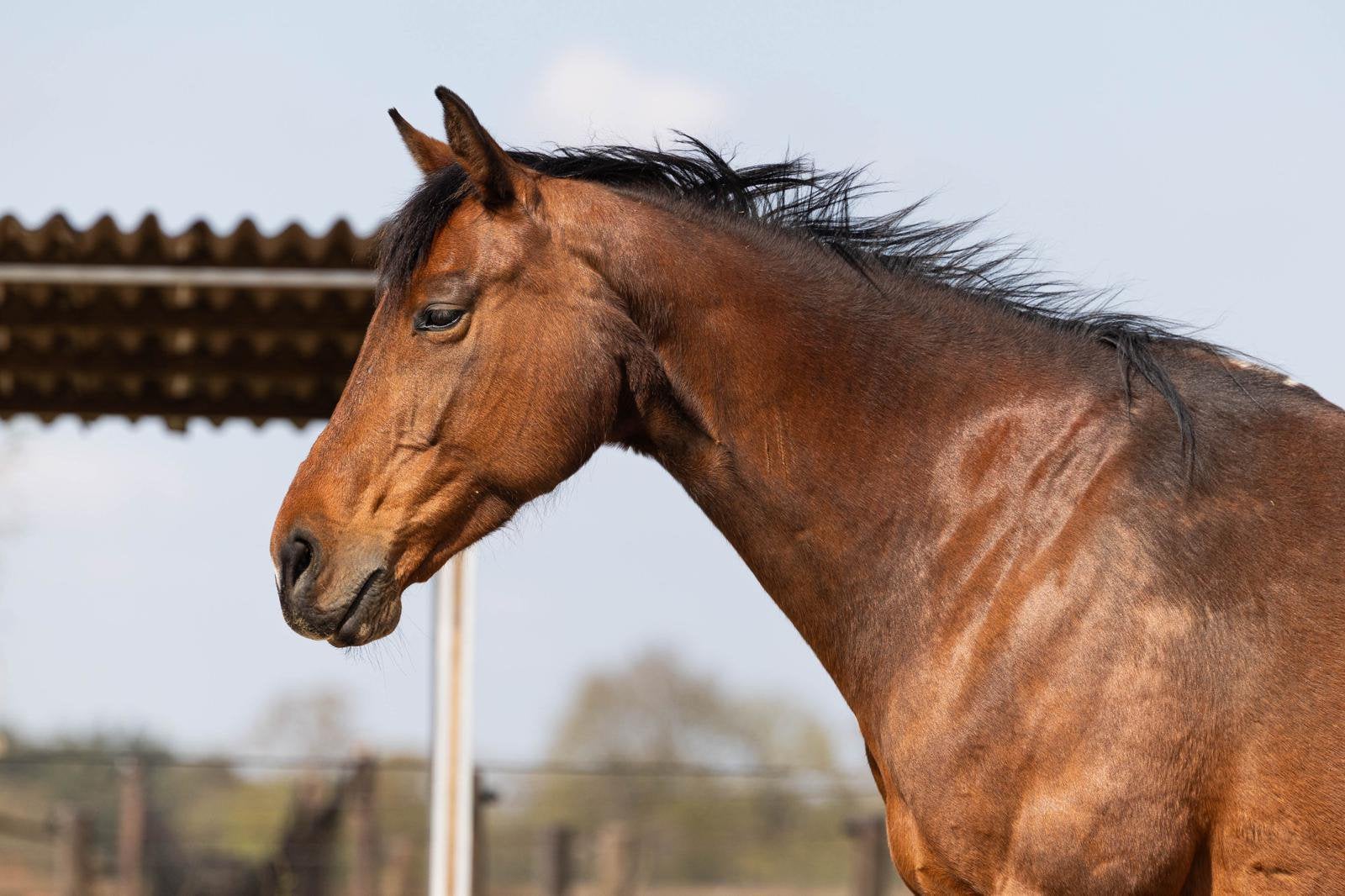 Verzorger gezocht/verzorgpaard aangeboden, Dieren en Toebehoren, Ophalen, Nieuw, Recreatie