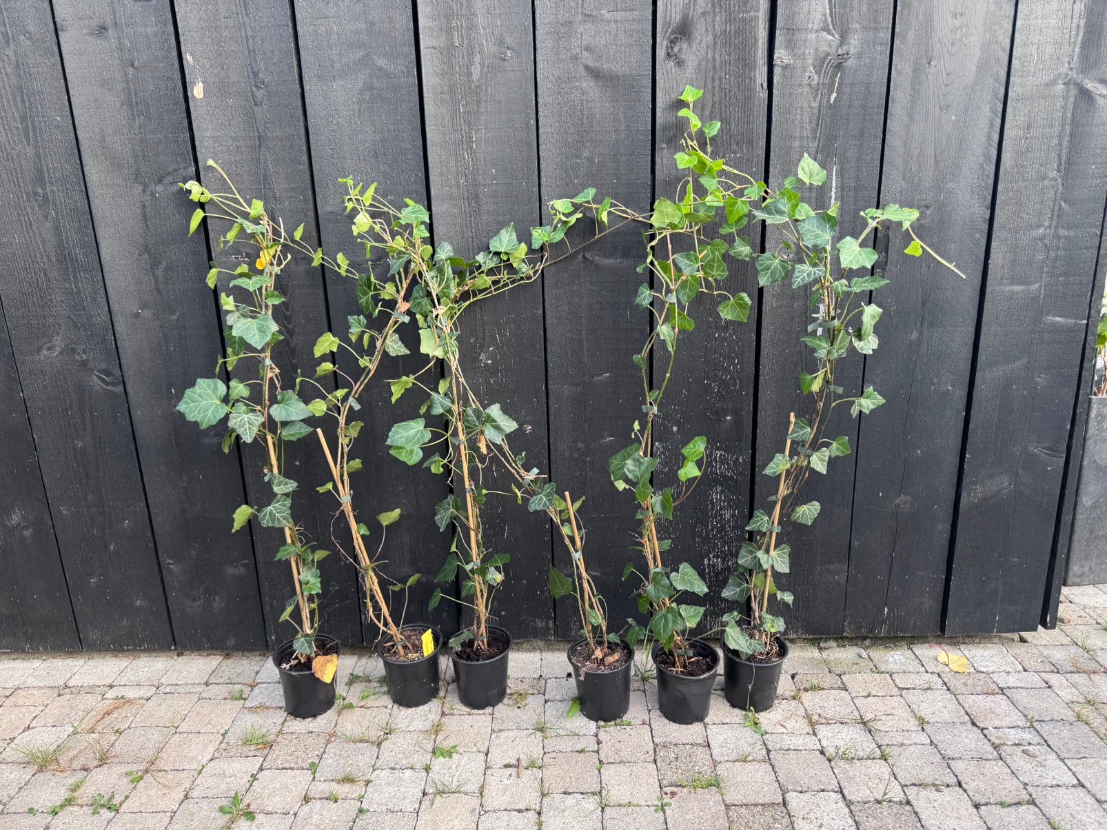 Klimop - Hedera helix “Hibernica”, Ophalen, Bloeit niet, Klimplanten, Halfschaduw