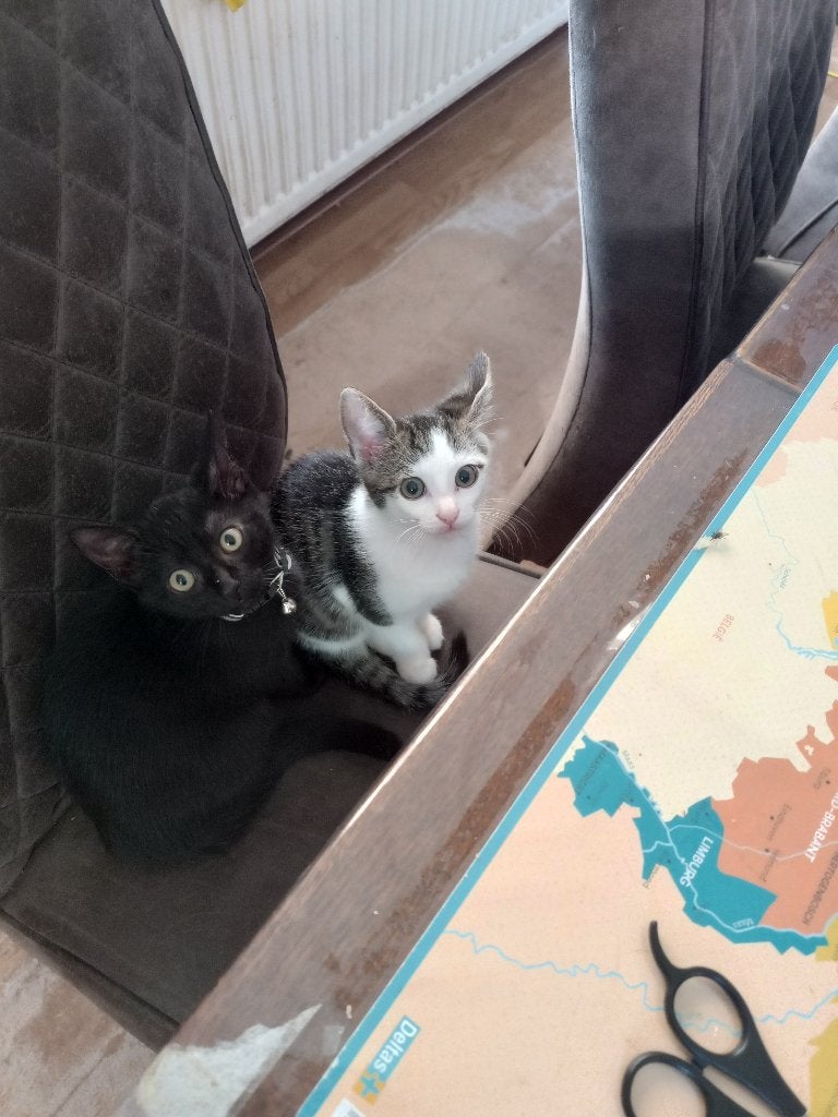 Sociale kittens zwart en cypers zoeken nieuw thuis, Meerdere dieren, Kortharig, 0 tot 2 jaar
