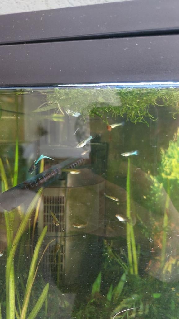 Jonge guppen, Vis, Zoetwatervis, Schoolvis