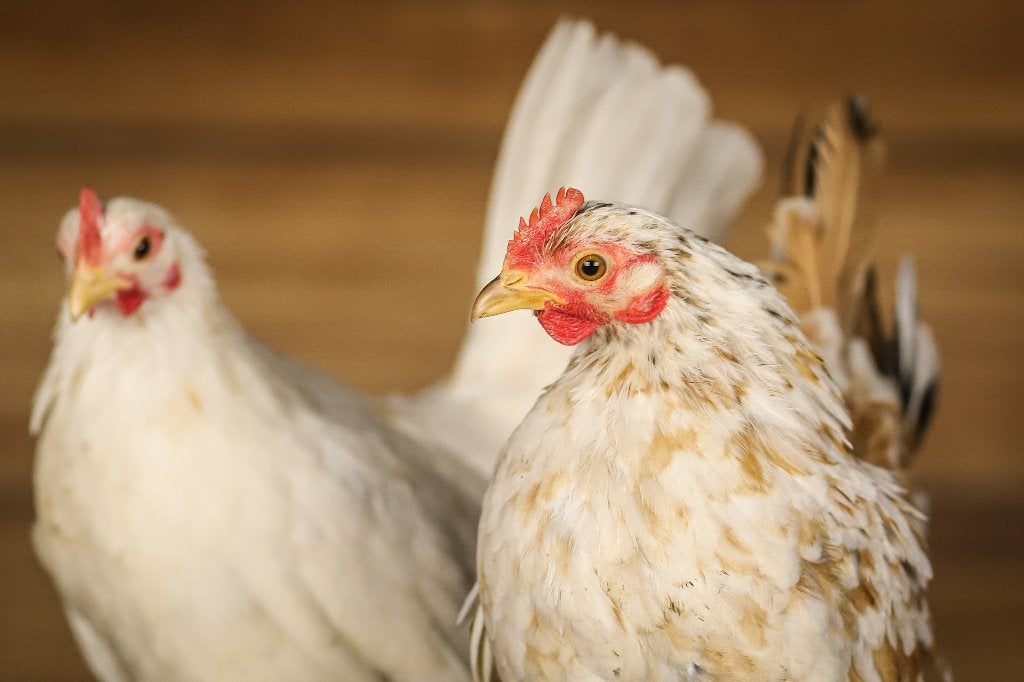 Serama | Lieve kip | Kippen | Deskundig advies, Meerdere dieren, Kip