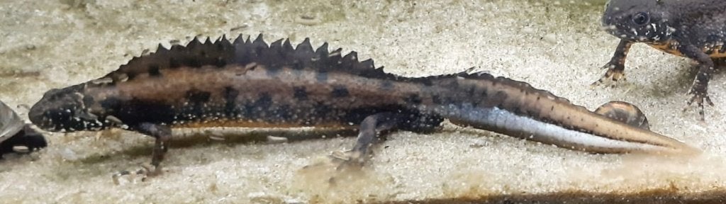 2.0 Donau kamsalamander (Triturus dobrogicus), Dieren en Toebehoren, Reptielen en Amfibieën, Amfibie, 3 tot 6 jaar