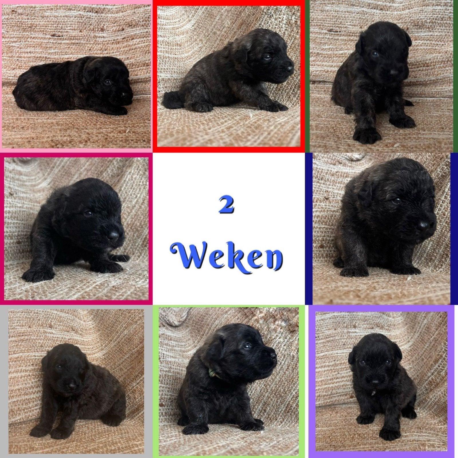 Bouvier des Flandres pups, Bouvier, Parvo, 8 tot 15 weken, Meerdere