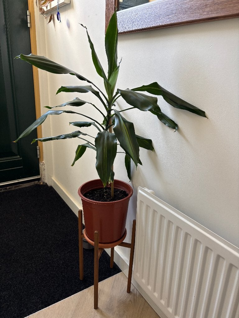 Dracaena kamerplant 75cm, Huis en Inrichting, Ophalen, Halfschaduw, Minder dan 100 cm