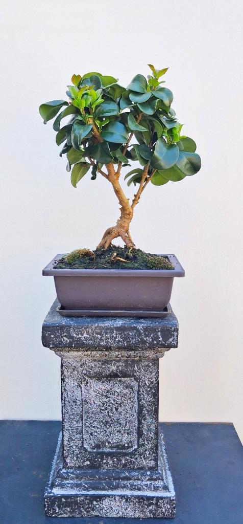 Liguster Bonsai - Ligustrum Japonicum Rotundifolium -23 Hoog, In pot, Minder dan 100 cm, Bloeiende kamerplant, Bonsai