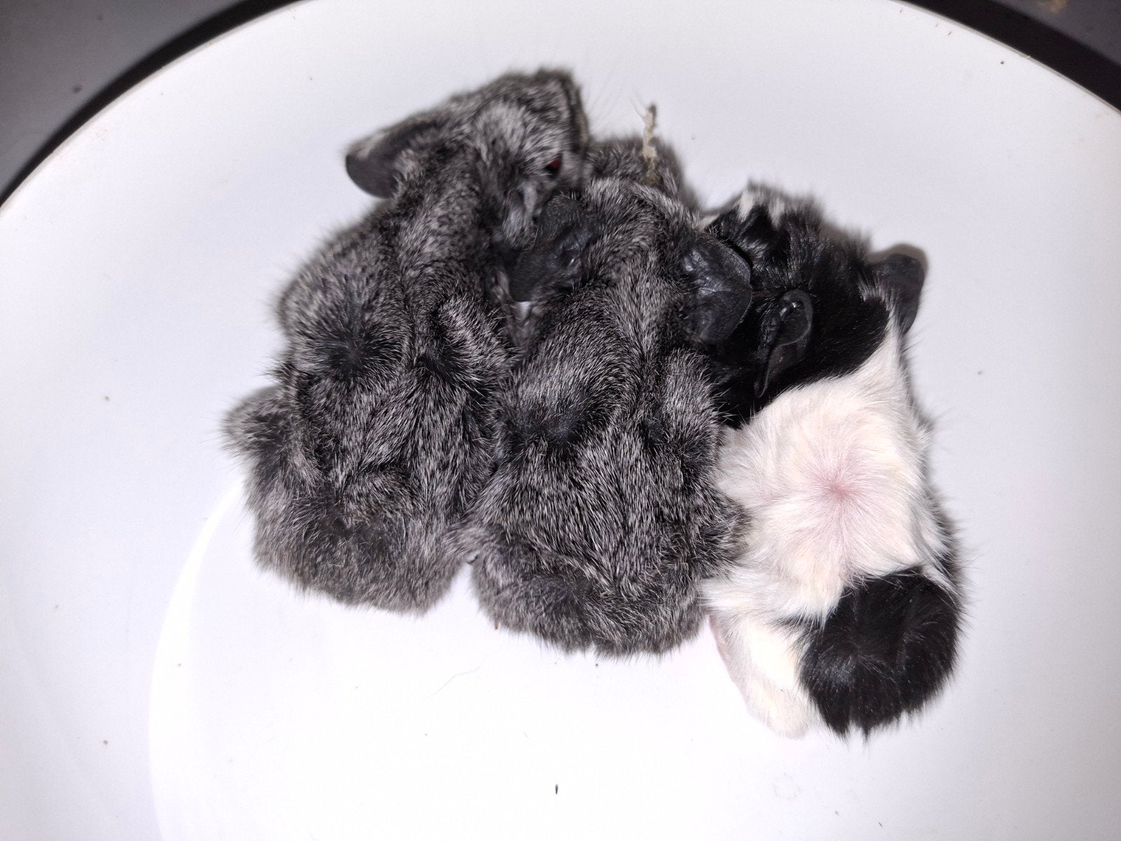 2 borstel cavia baby's, Dieren en Toebehoren, Cavia, Meerdere dieren, Tam, September