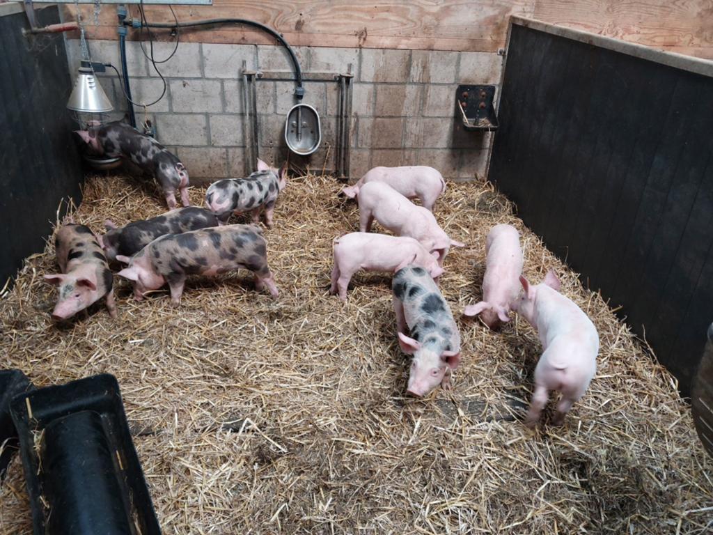Piétrain Biggen, Dieren en Toebehoren, Meerdere dieren, Schaap
