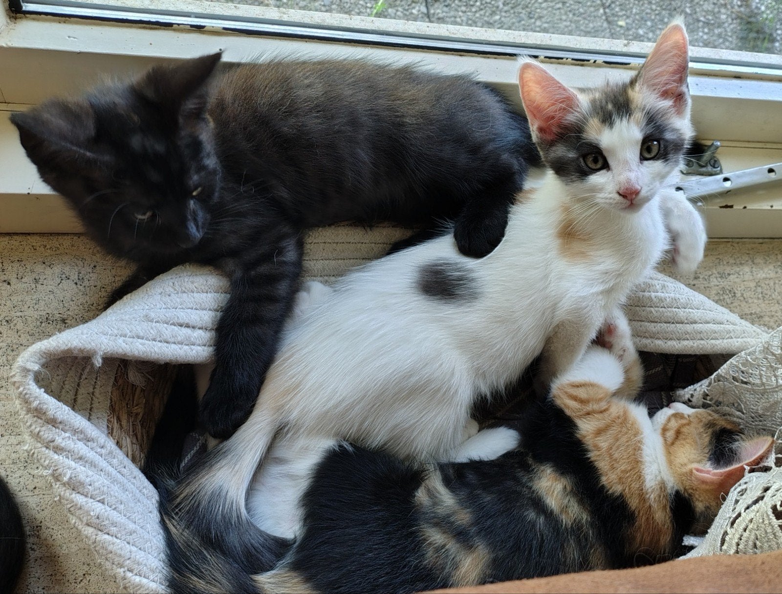 Nog 2 kittens beschikbaar! Maine Coon x Europese korthaar, Dieren en Toebehoren, Meerdere dieren, 0 tot 2 jaar
