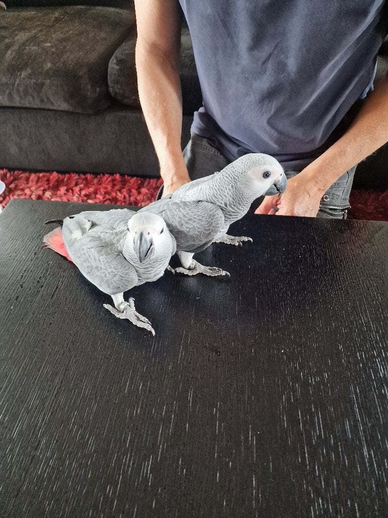 Super handtamme Grijze Roodstaart papegaaitjes, Dieren en Toebehoren, Mannelijk, Papegaai, Geringd