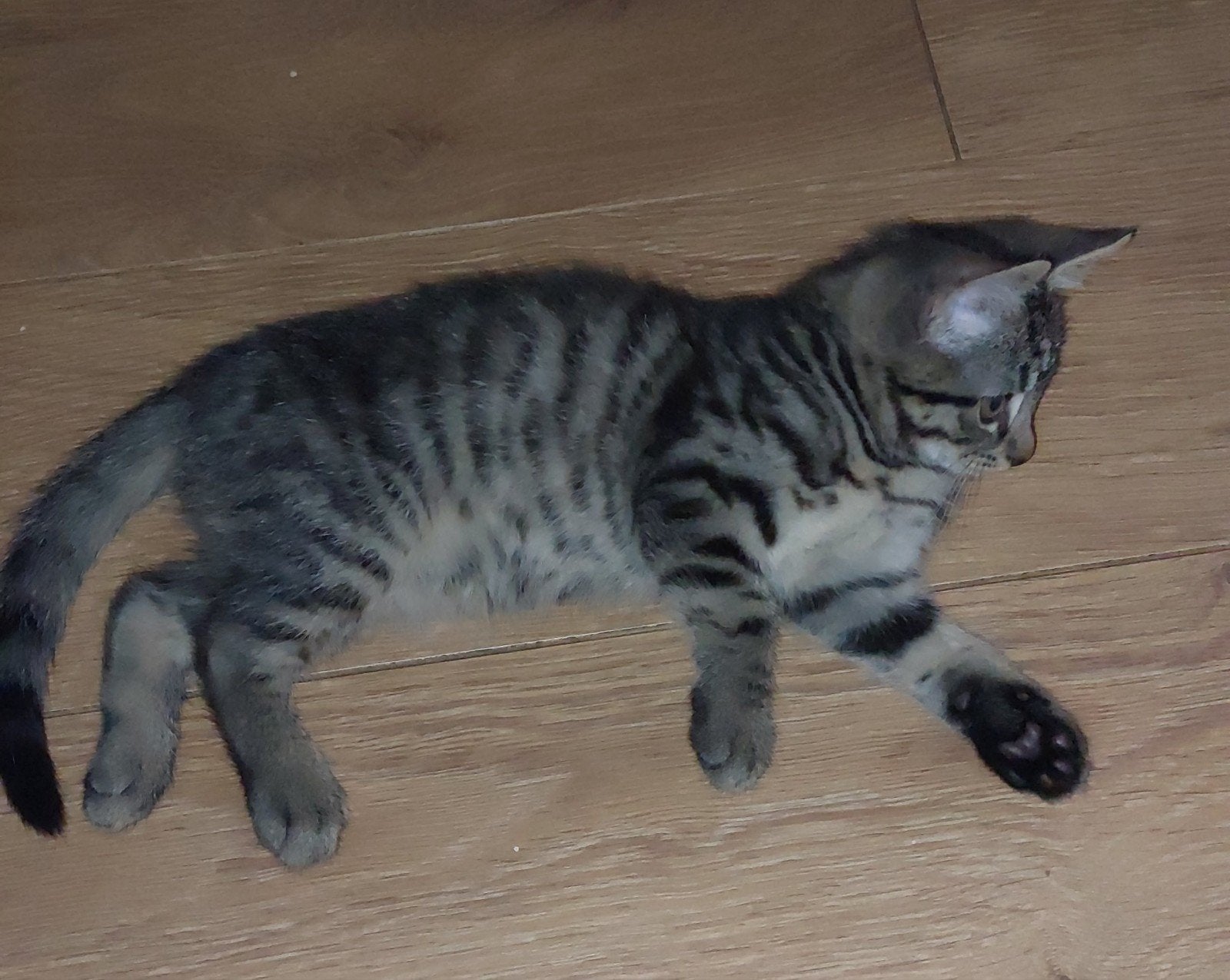 Nog 2 Britse korthaar kruising kittens, Meerdere dieren