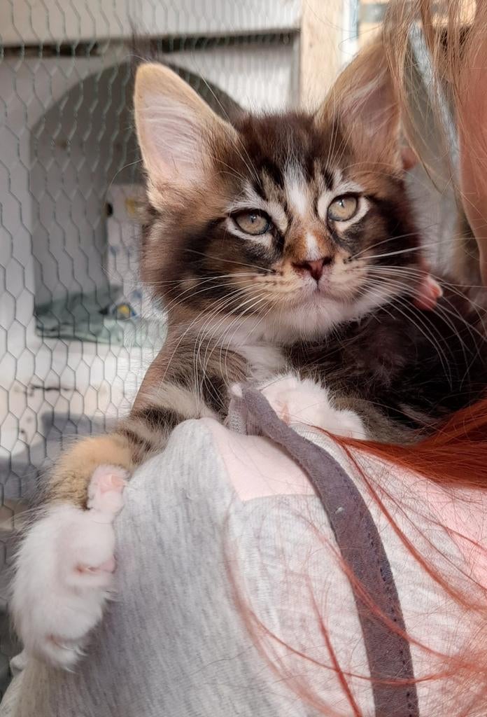 Heel mooie Maine Coon katertje met stamboom, Dieren en Toebehoren, Katten en Kittens | Raskatten | Langhaar, Kater, Met stamboom