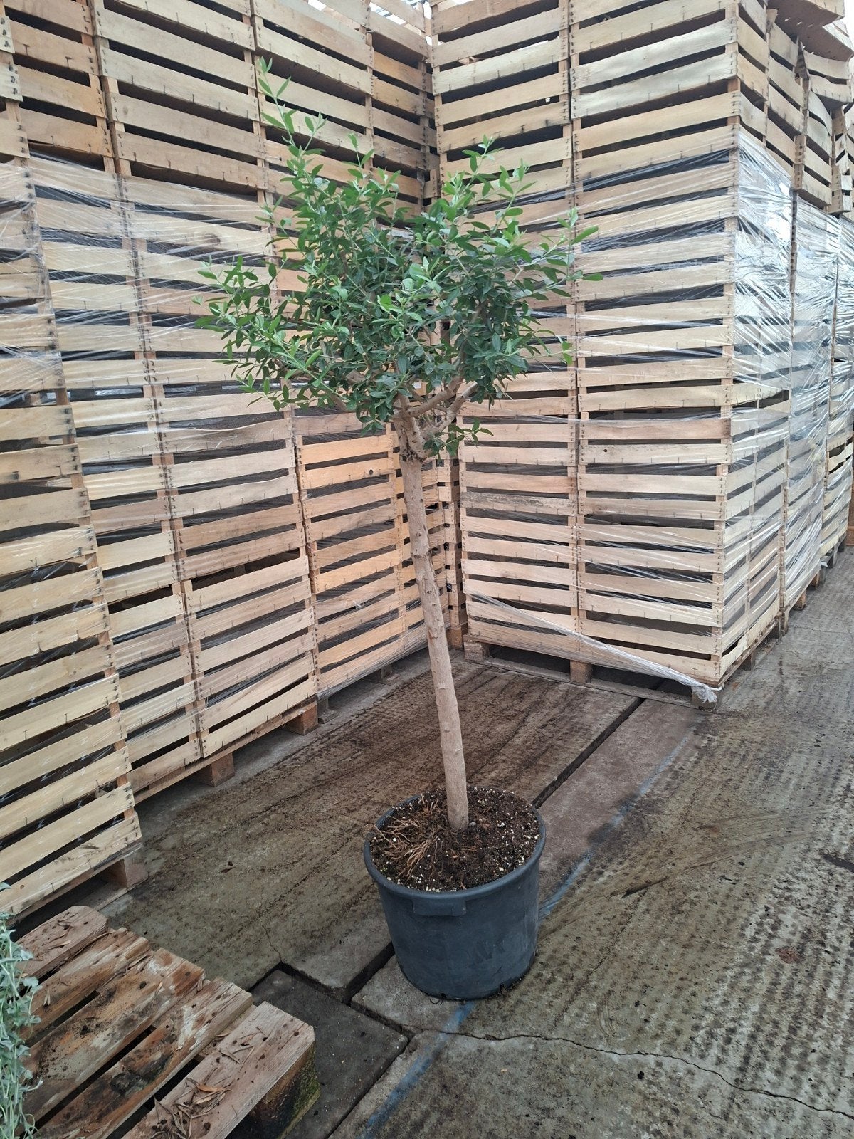 olijf op stam 150 cm hoog, Tuin en Terras, Planten | Bomen, 100 tot 250 cm, Olijfboom, Zomer, Ophalen