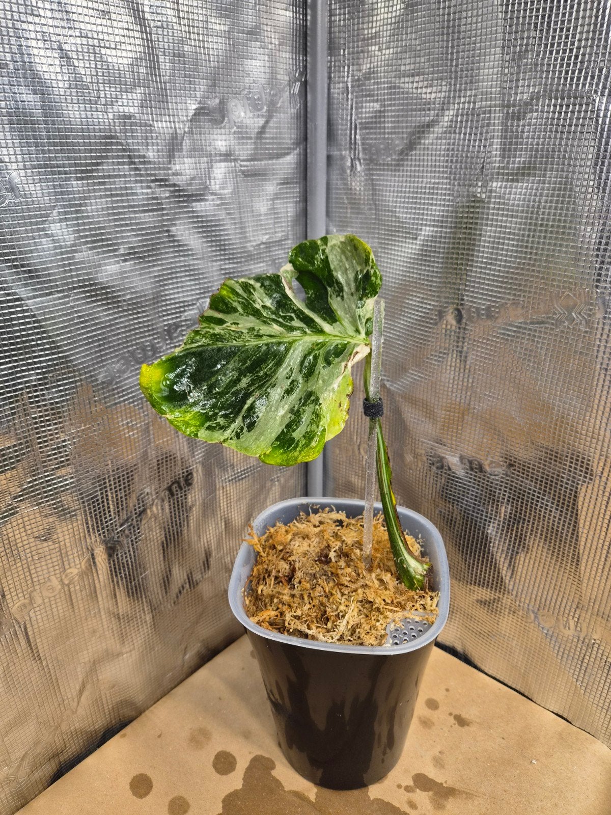 Monstera Contorta Albo, Overige soorten, In pot, Minder dan 100 cm, Bloeiende kamerplant