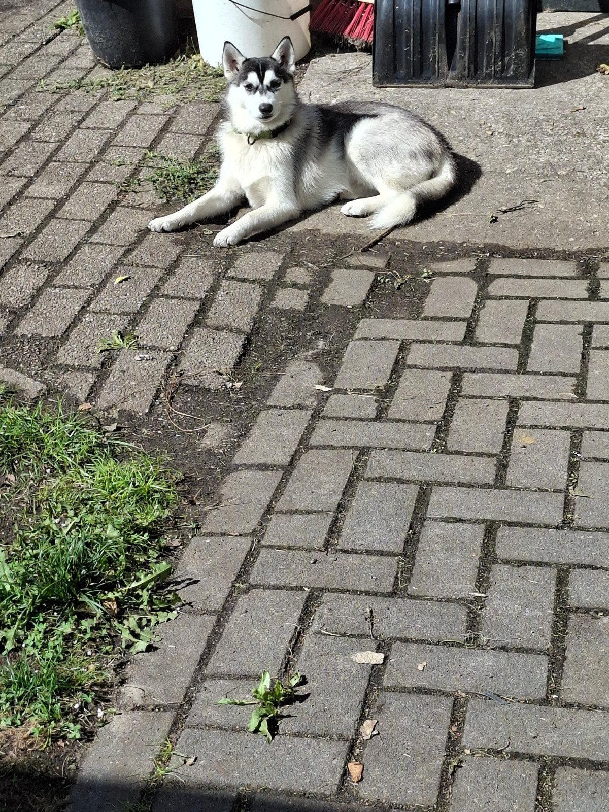 F1 Pomsky pup 6 maanden Reza, 15 weken tot 1 jaar, CDV (hondenziekte), Teef, Poolhond