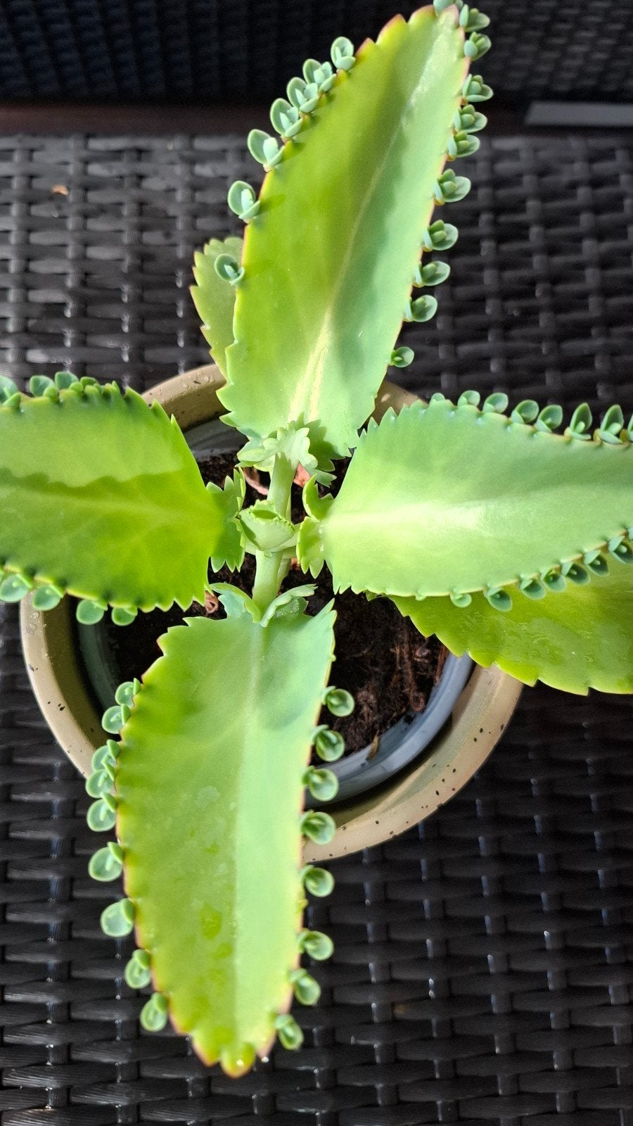 Kalanchoe Daigremontiana, Mother-of-Thousands, Groene kamerplant, Ophalen, Halfschaduw, Minder dan 100 cm